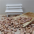 wholesale China Light Speckled Kidney beans (LSKB) Pinto beans/Sugar beans